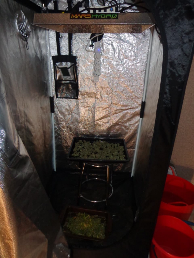 Саратовцу грозит до 10 лет колонии за выращивание конопли у себя дома