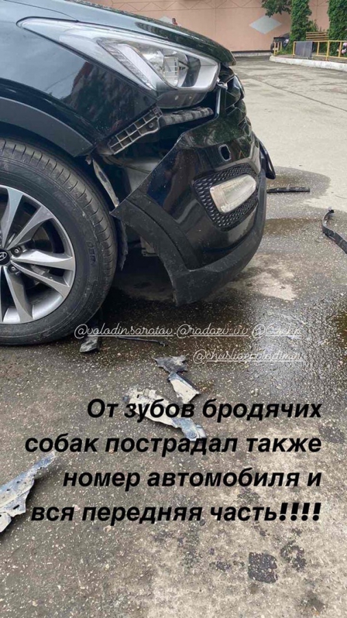 Очевидец: В центре Саратова стая собак оторвала у автомобиля бампер