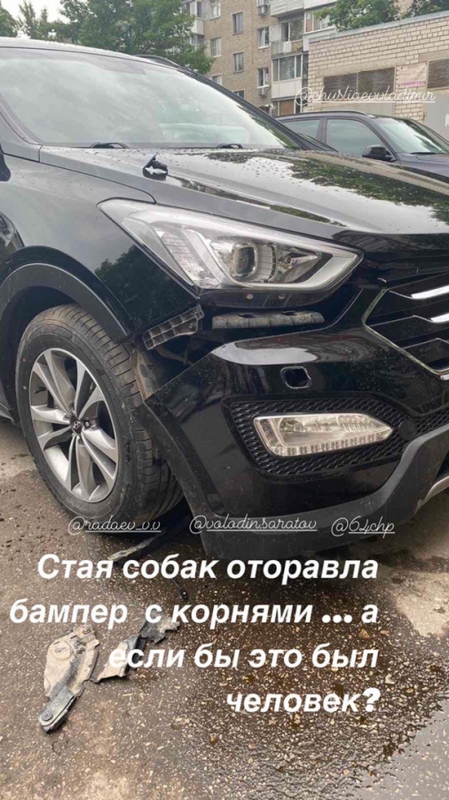 Очевидец: В центре Саратова стая собак оторвала у автомобиля бампер