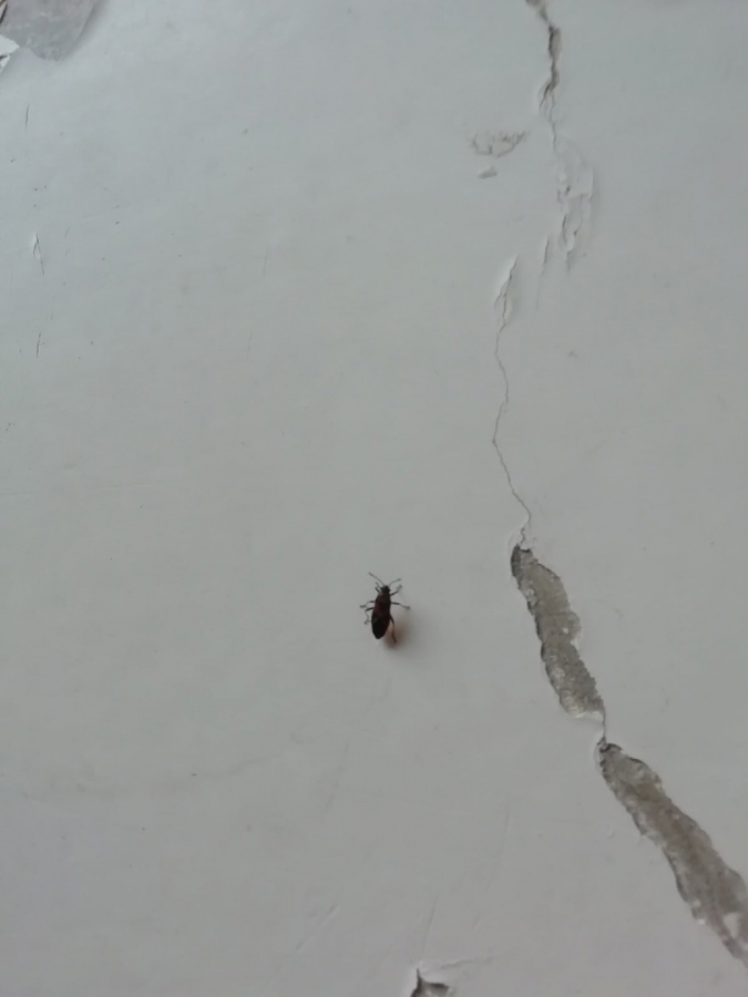 В ершовской райбольнице пожаловались на разруху, насекомых и запрет на душ