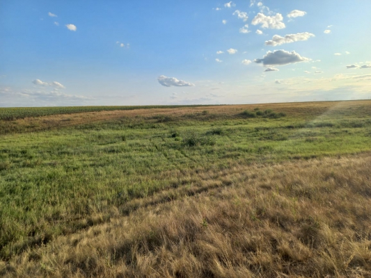 Под Ивантеевкой в поле нашли труп мужчины