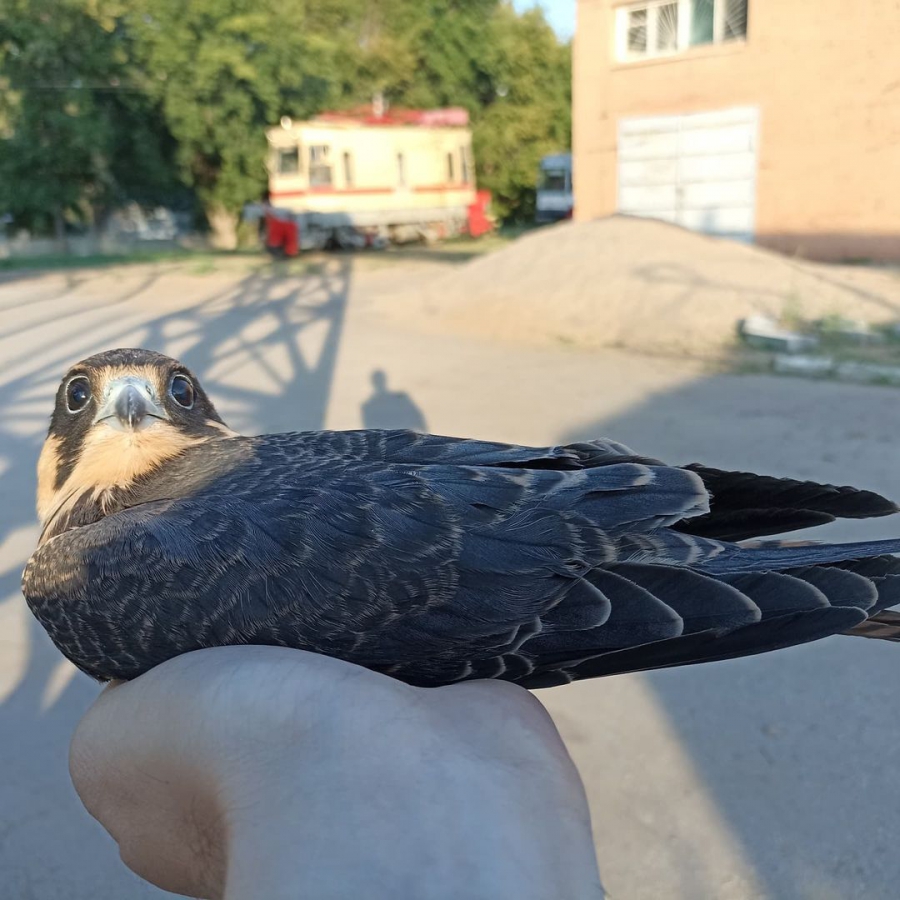 В трамвайном депо Заводского района обнаружили сокола