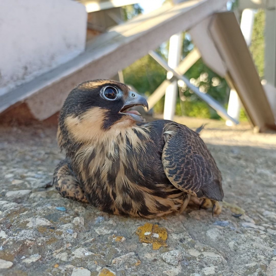 В трамвайном депо Заводского района обнаружили сокола