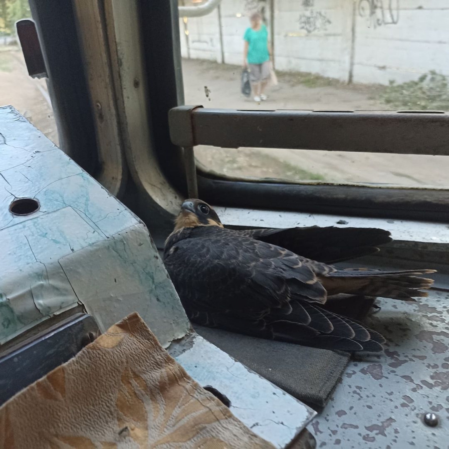 В трамвайном депо Заводского района обнаружили сокола