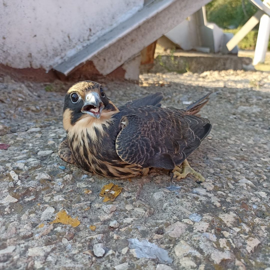 В трамвайном депо Заводского района обнаружили сокола