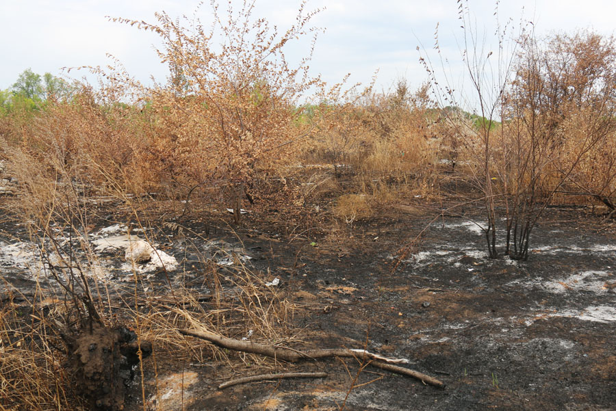 В Энгельсском районе за год 150 раз горел мусор