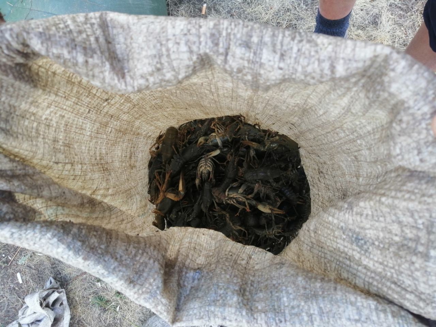 Под Пугачевом браконьеры выловили 1 234 рака