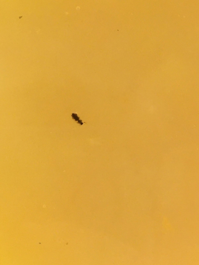 В Вольске школьникам в столовой подали суп с жуками