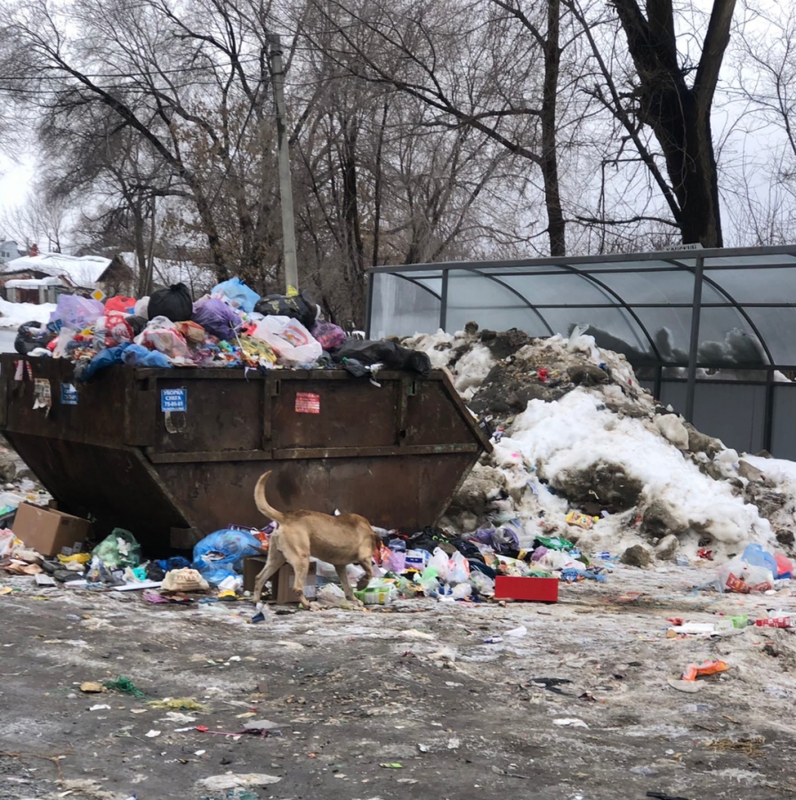 Жители Заводского района боятся отпускать детей из дома из-за бродячих собак