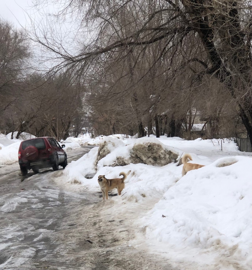 Жители Заводского района боятся отпускать детей из дома из-за бродячих собак