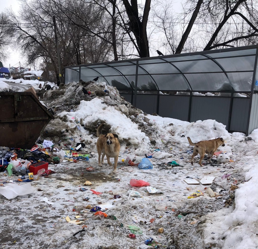 Жители Заводского района боятся отпускать детей из дома из-за бродячих собак