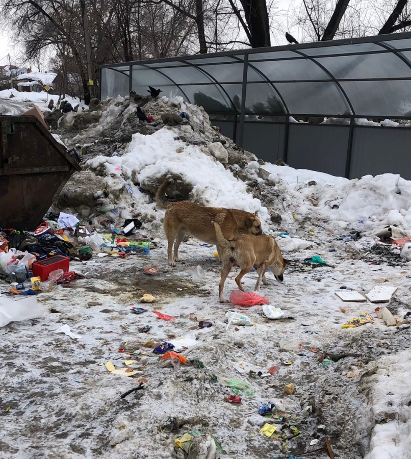 Жители Заводского района боятся отпускать детей из дома из-за бродячих собак