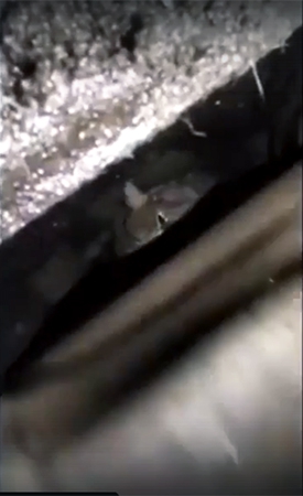 В Балакове двух студентов отчислили из техникума за видео с издевательствами над котом