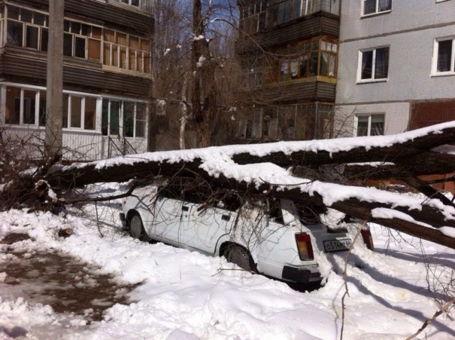 Упавшие из-за снега деревья раздавили припаркованные машины