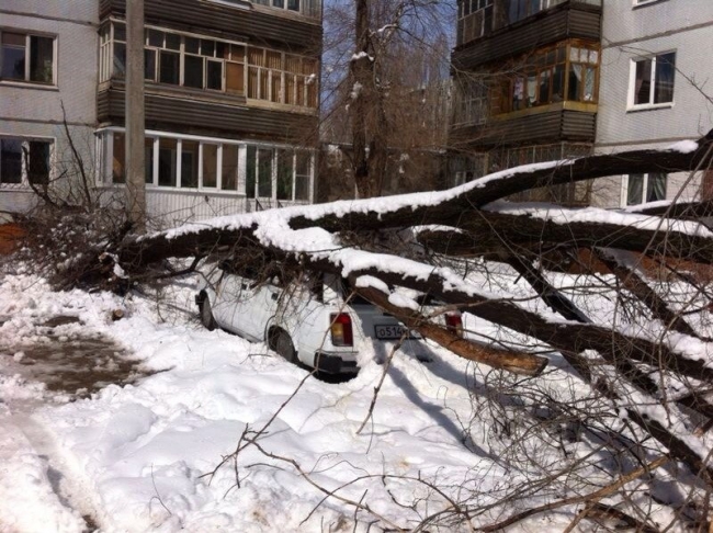 Упавшие из-за снега деревья раздавили припаркованные машины