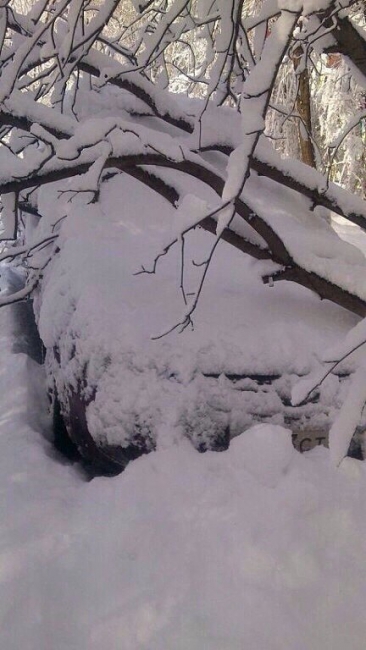 Упавшие из-за снега деревья раздавили припаркованные машины