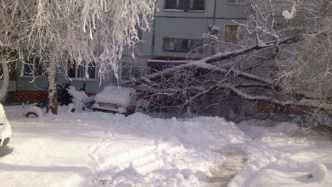 Упавшие из-за снега деревья раздавили припаркованные машины