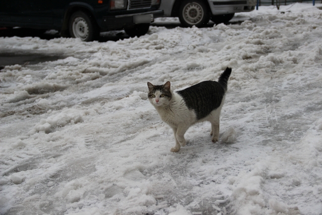 Саратовцы переживают последствия весеннего снегопада