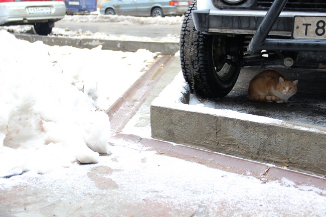 Саратовцы переживают последствия весеннего снегопада