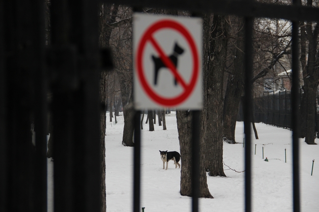 Саратовцы переживают последствия весеннего снегопада