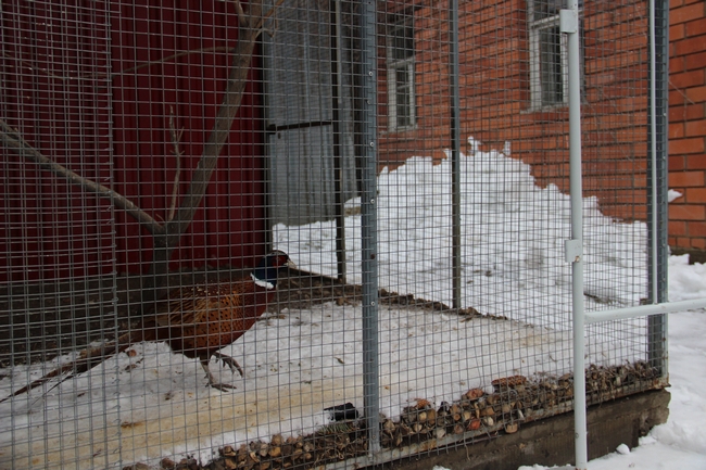 Саратовцы переживают последствия весеннего снегопада