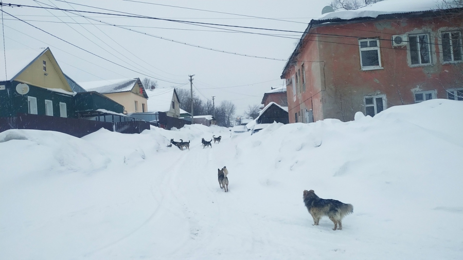 Жительницу Саратова с ребенком у детского сада напугала стая собак
