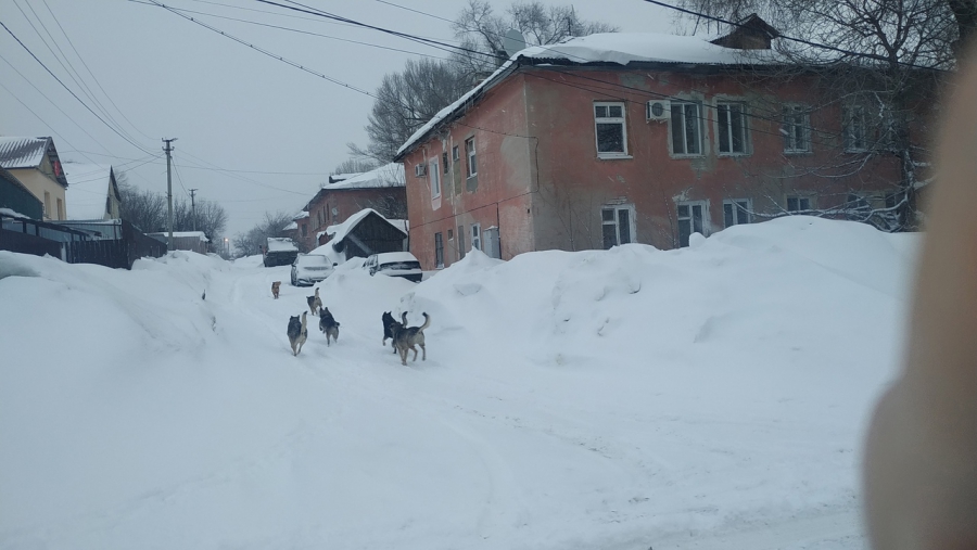 Жительницу Саратова с ребенком у детского сада напугала стая собак