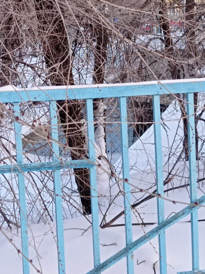 В Саратове заброшенные подземные переходы у школы стали пристанищем крыс и собак