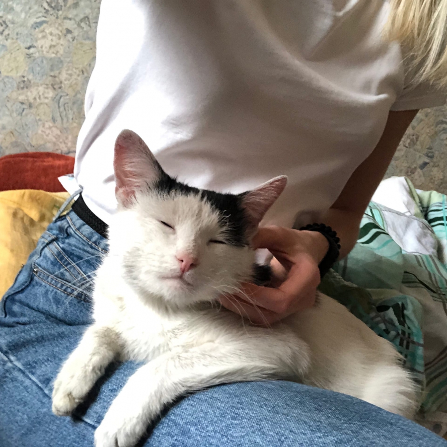 Кот Пузик спас саратовца на пожаре и чуть не погиб. Хозяйка рассказала о его состоянии