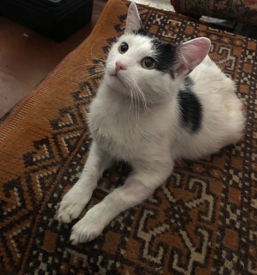 Кот Пузик спас саратовца на пожаре и чуть не погиб. Хозяйка рассказала о его состоянии