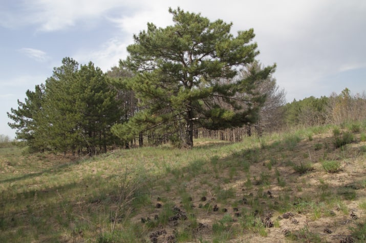 ​Роман Бусаргин предложил присвоить особый статус Дьяковскому лесу