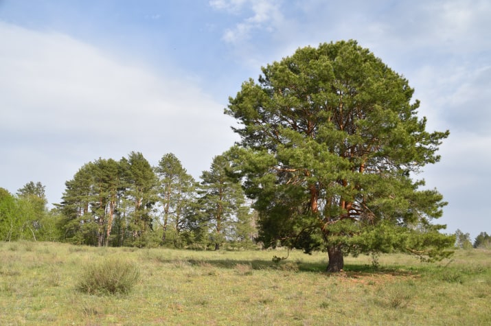 ​Роман Бусаргин предложил присвоить особый статус Дьяковскому лесу