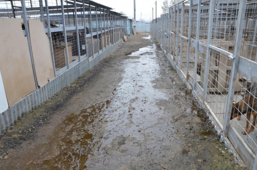 В приюте для безнадзорных животных Саратова выявили антисанитарию