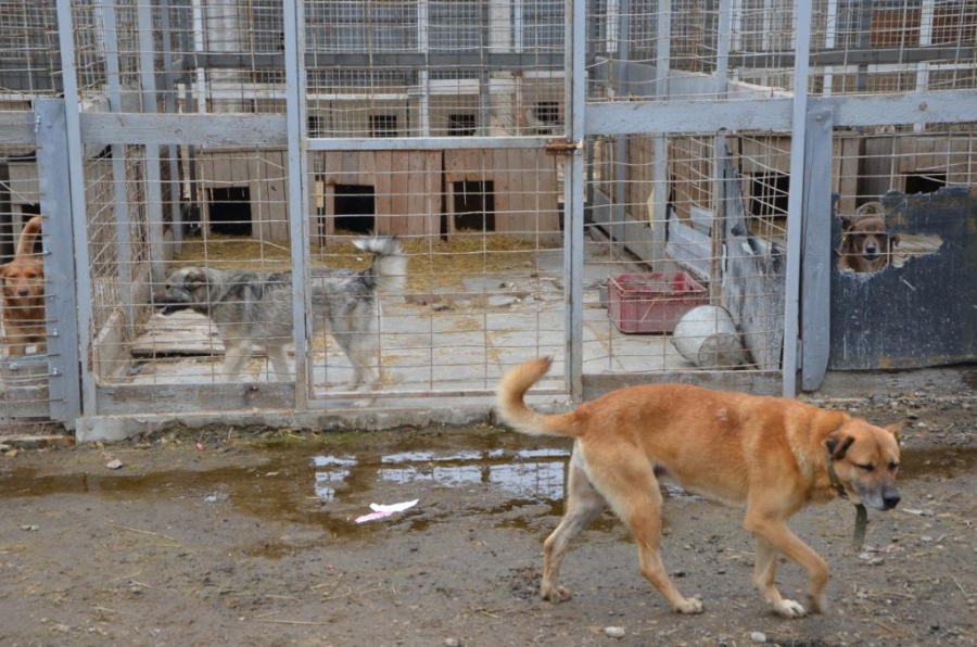 В приюте для безнадзорных животных Саратова выявили антисанитарию