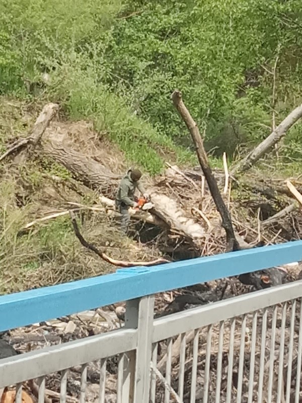 Русло Медведицы возле лысогорского села чистят от поваленных деревьев