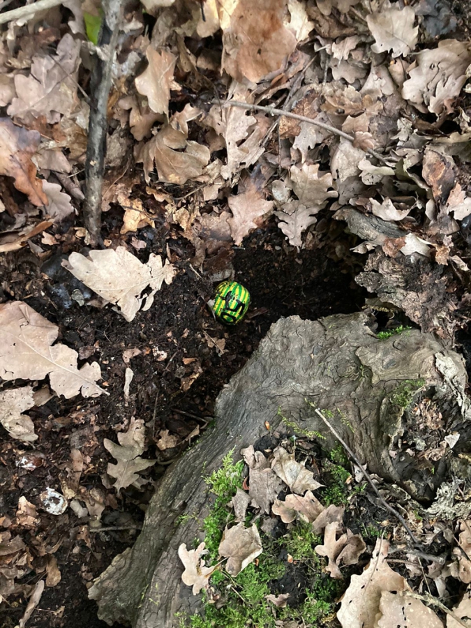 В Ртищеве полицейские поймали сбытчика синтетических наркотиков