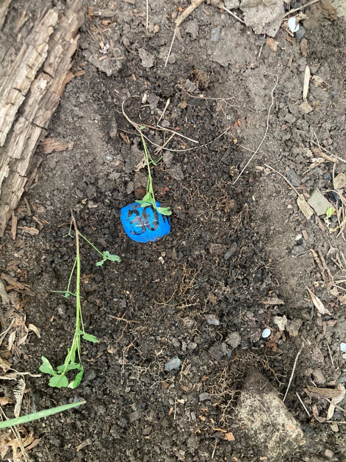 В Ртищеве полицейские поймали сбытчика синтетических наркотиков