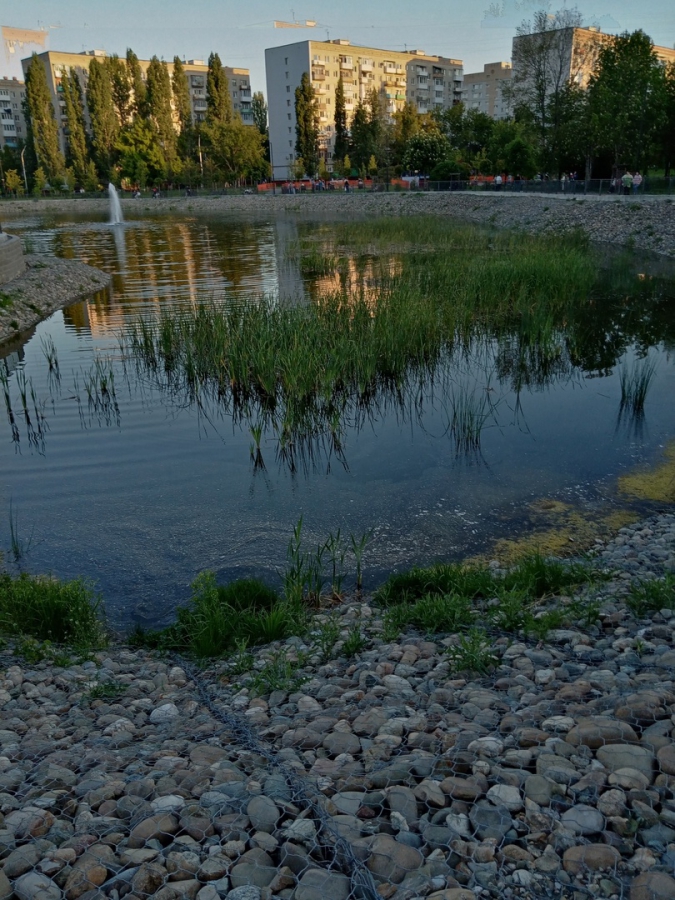 Очевидцы: Пруд в парке Марины Расковой зарос тиной и обмелел