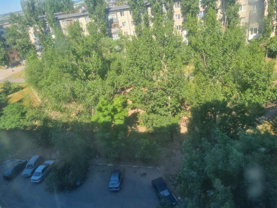 В Заводском районе три дня не убирают упавшее на машины дерево