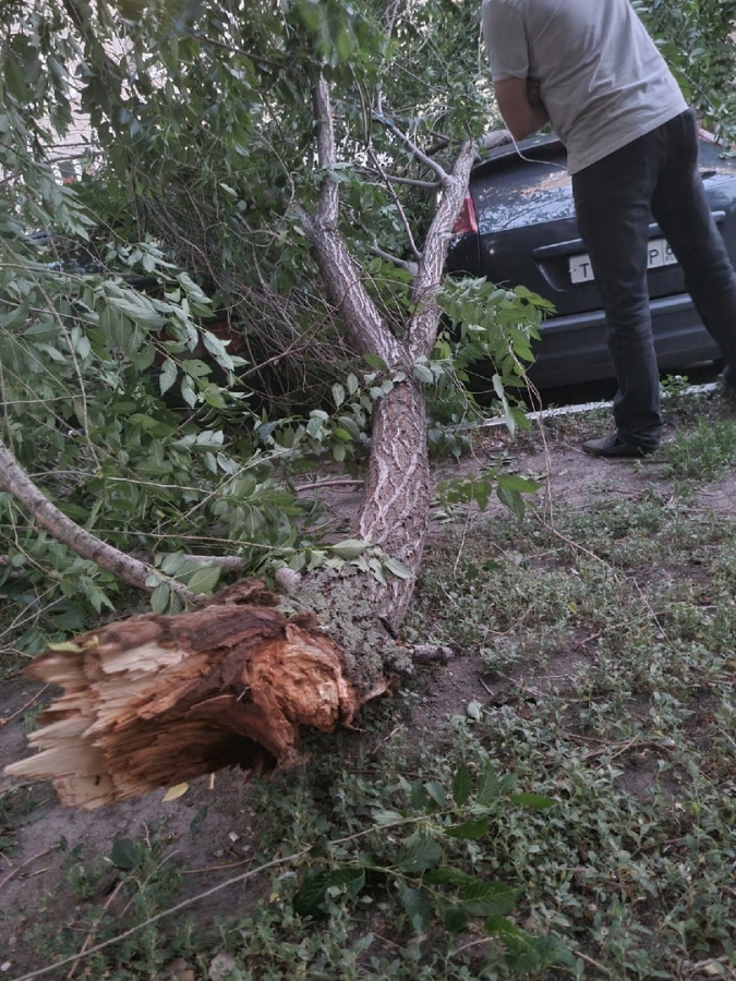В Заводском районе три дня не убирают упавшее на машины дерево