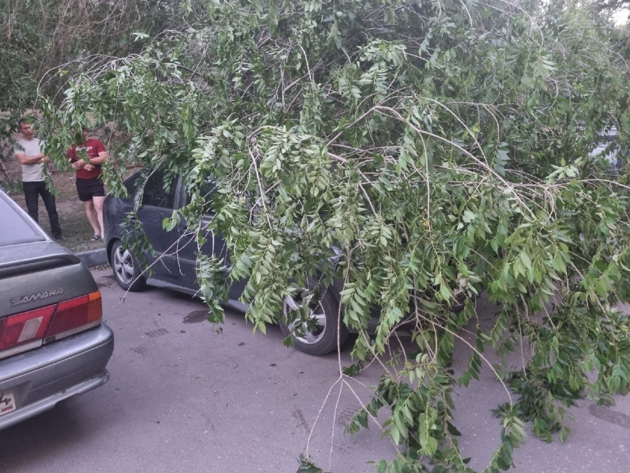 В Заводском районе три дня не убирают упавшее на машины дерево