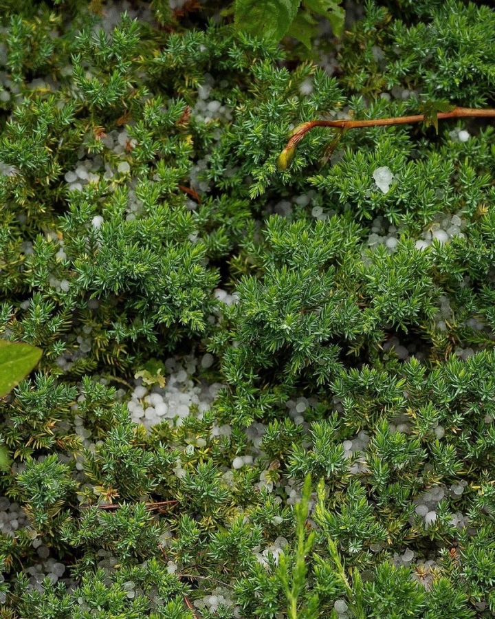 В Саратовской области град побил урожай дачников