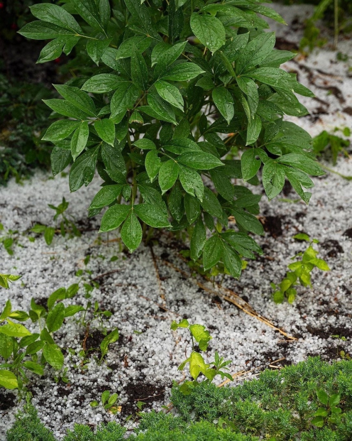 В Саратовской области град побил урожай дачников