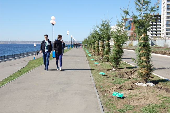 В Саратове состоялась высадка деревьев на участке новой Набережной