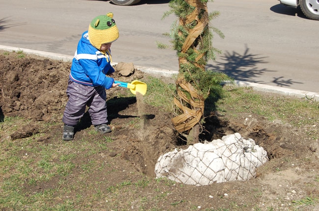 В Саратове состоялась высадка деревьев на участке новой Набережной