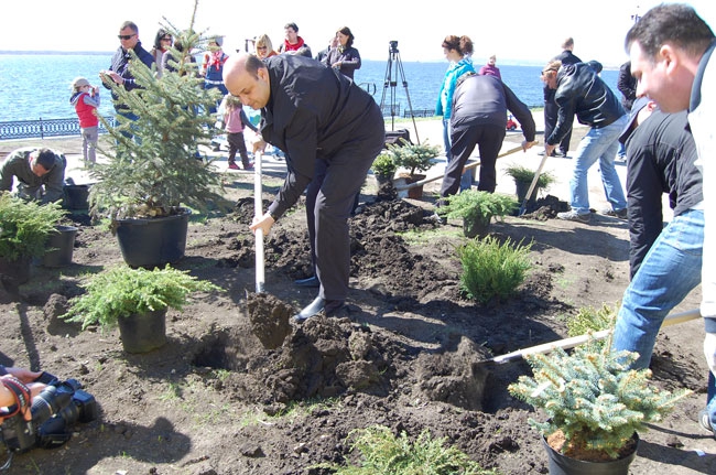 В Саратове состоялась высадка деревьев на участке новой Набережной