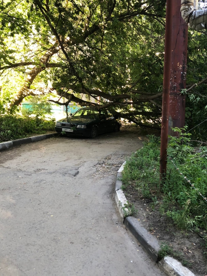 В Заводском районе упавшее дерево придавило «Ауди»