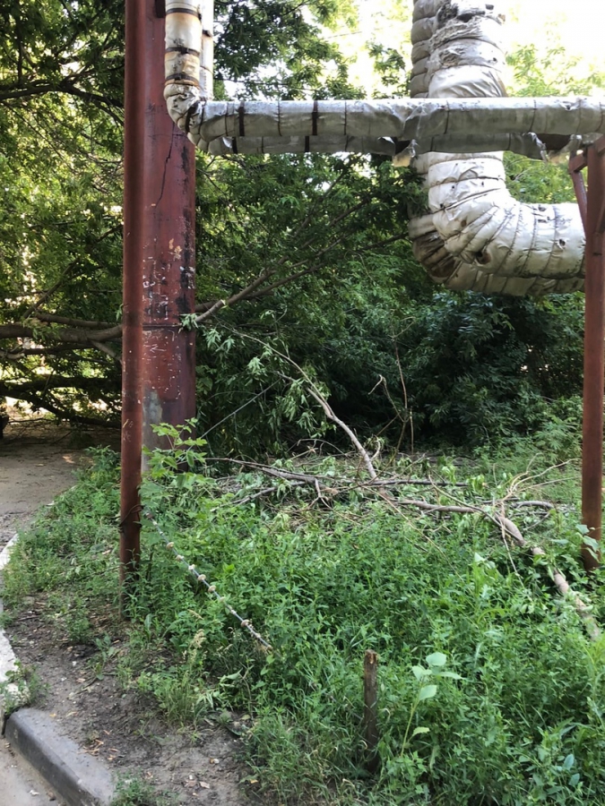 В Заводском районе упавшее дерево придавило «Ауди»