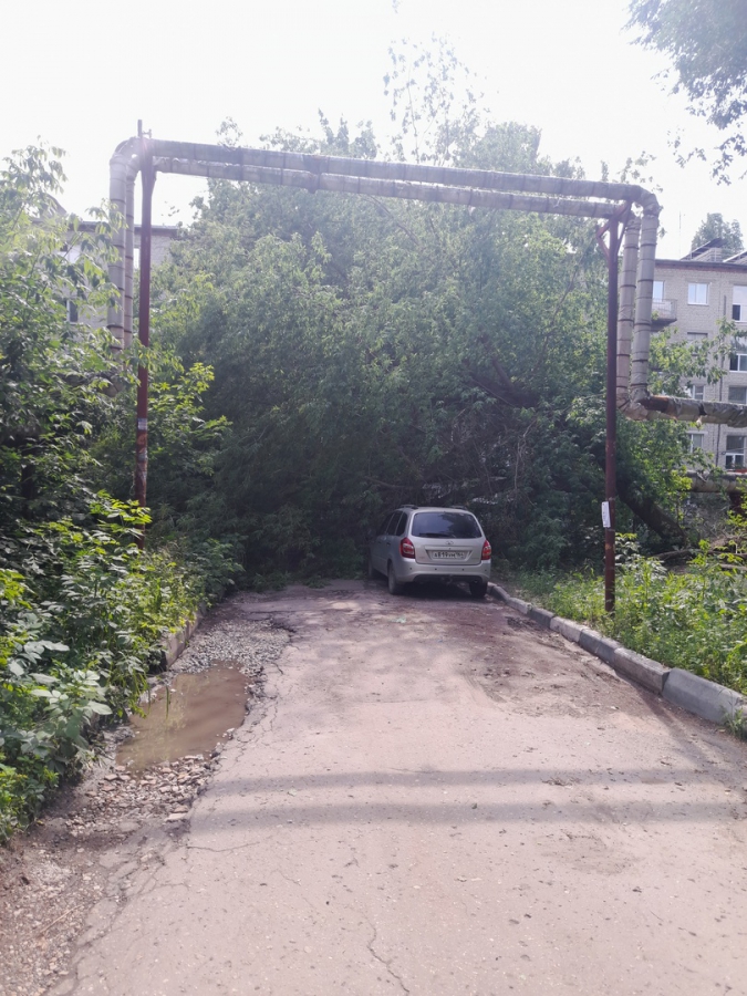 В Заводском районе упавшее дерево придавило «Ауди»