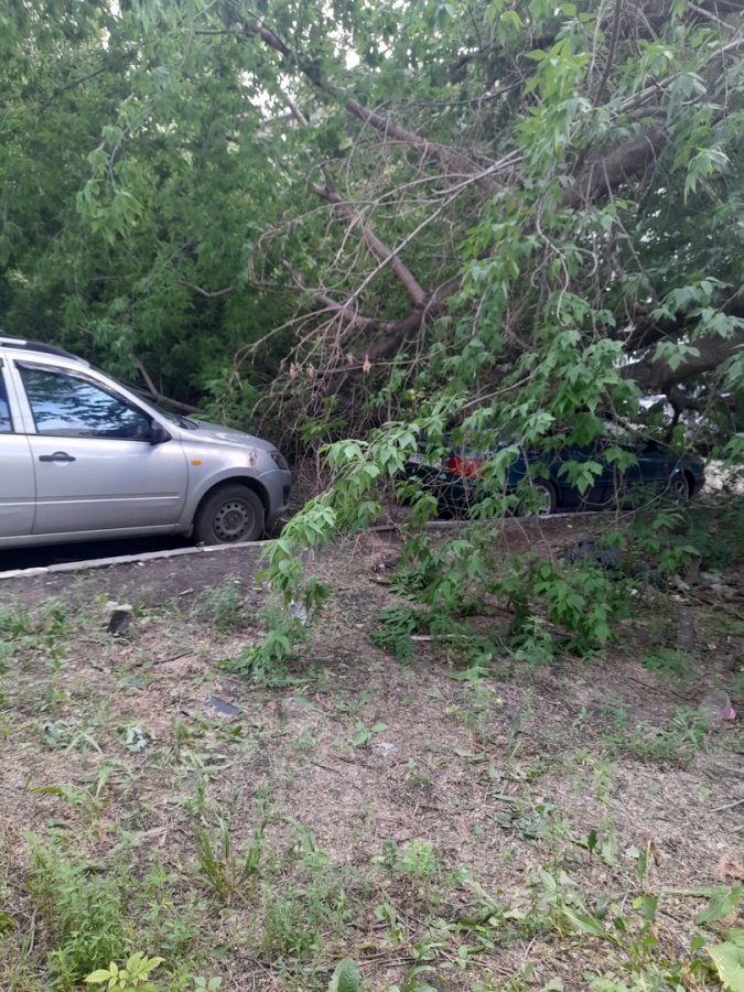 В Заводском районе упавшее дерево придавило «Ауди»